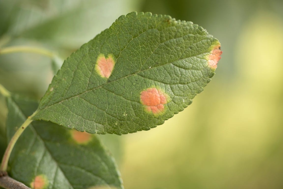 Tree Care in Summer: Preventing Heat Stress and Promoting Growth ...